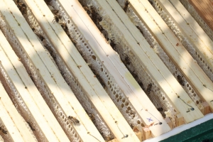 Honigraum - gut gefüllt mit verdeckelten Honigwaben